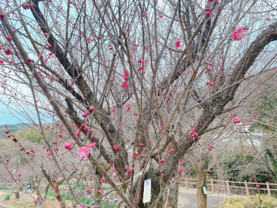 谷尾崎梅林公園